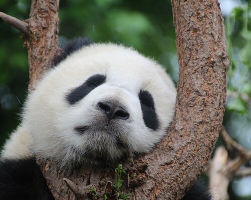 panda-1236875_1280